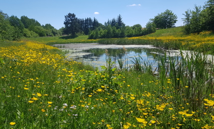 Regnvandsbassin med gule blomster omkring